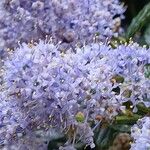 Ceanothus thyrsiflorus Flower