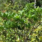 Tabernaemontana persicariifolia عادت