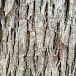 Ulmus americana Bark