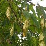 Carpinus japonica ഫലം