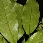 Tournefortia bicolor Hoja