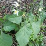 Solanum americanumЛіст