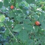 Rosa caninaFrunză