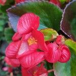 Begonia grandis Flor