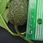Randia armata Fruit
