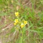 Linum strictum 花