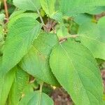 Salvia involucrata Blatt