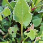 Rumex vesicarius برگ