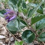 Paederota bonarota Fula