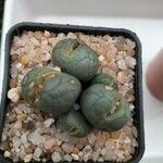 Conophytum velutinum Leaf