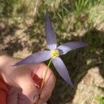 Clematis occidentalis Flower
