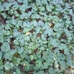 Asarum caudatum Yaprak