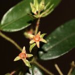 Myrcia bracteata 花