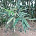 Phyllostachys sulphurea Leaf