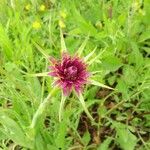 Tragopogon porrifolius 花