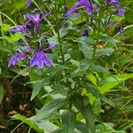 Lobelia siphiliticaFloro