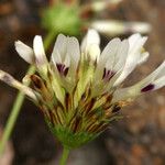 Trifolium willdenovii 花