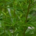 Solidago ptarmicoides Hoja