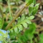 Nemophila menziesii Hoja