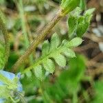 Nemophila menziesii পাতা