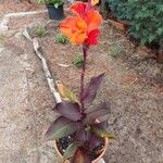 Canna x generalis Flower