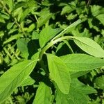 Spiraea salicifolia 葉