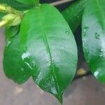 Allamanda cathartica Folha