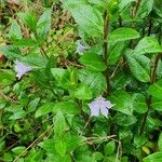 Vinca difformis Blodyn