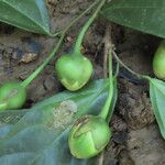Quararibea parvifolia Frutto