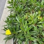 Oenothera macrocarpa Хабит