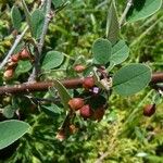 Cotoneaster integerrimus Bark