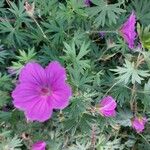 Geranium sanguineumÕis