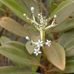 Psychotria rupicola Floro