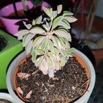 Peperomia dolabriformis Feuille