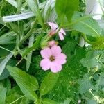 Gypsophila vaccariaFlower