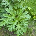 Heracleum sosnowskyi Lehti