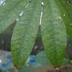 Ceiba pentandra 葉