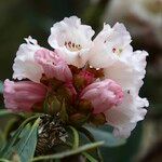 Rhododendron arizelum Flower