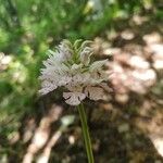 Neotinea tridentata Virág
