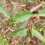 Eucalyptus robusta ഇല