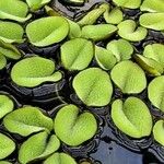 Salvinia natans Leaf