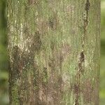 Lecythis persistens Kabuk