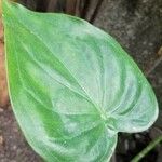 Alocasia cucullata Листок