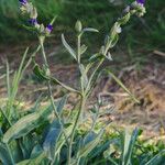 Anchusa officinalis Хабит