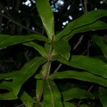 Macadamia tetraphylla Lehti