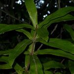 Macadamia tetraphylla Blatt