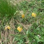 Fritillaria tubaeformis Õis