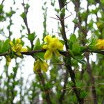 Berberis angulosa Costuma