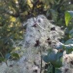 Clematis vitalba L.Fruit