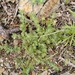 Galium maritimum Leaf